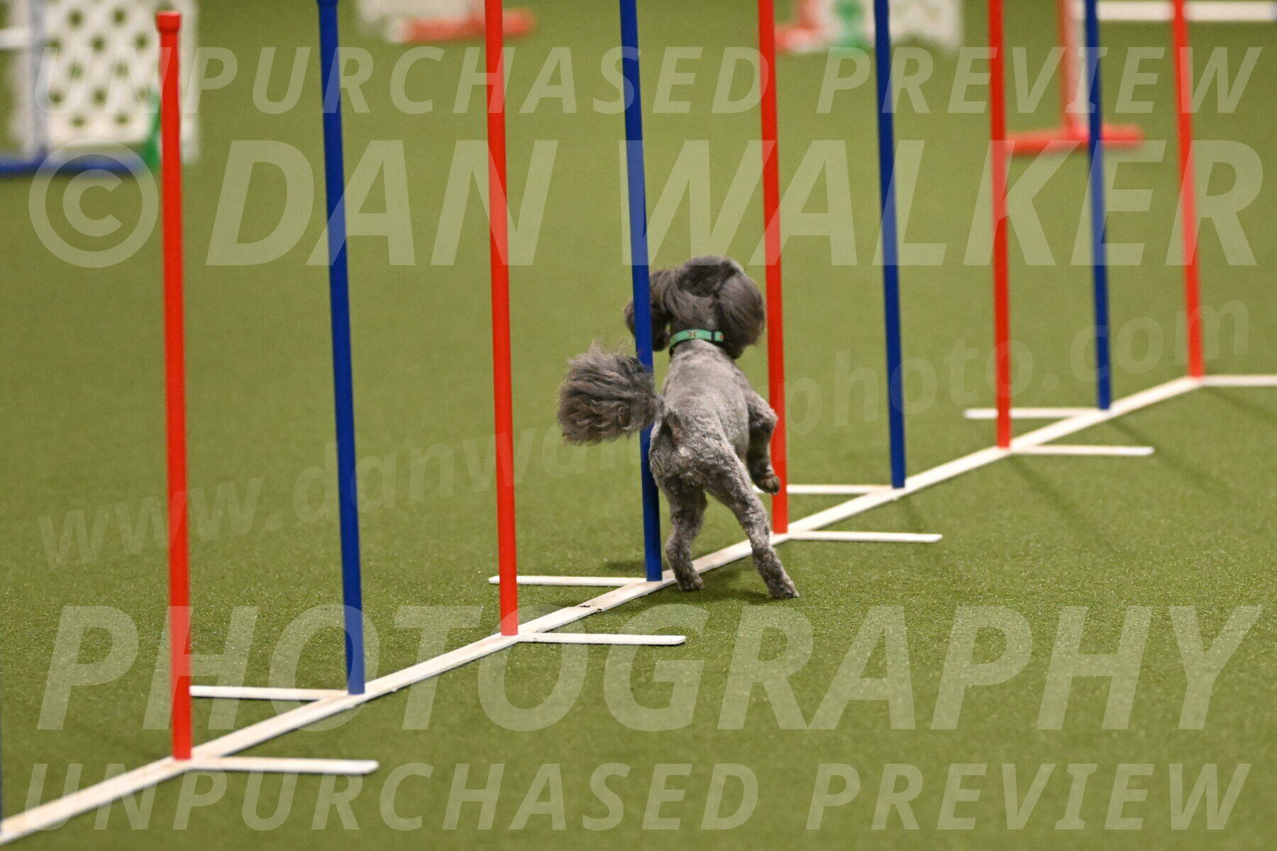 Fizz-Lori-Bieber-00118