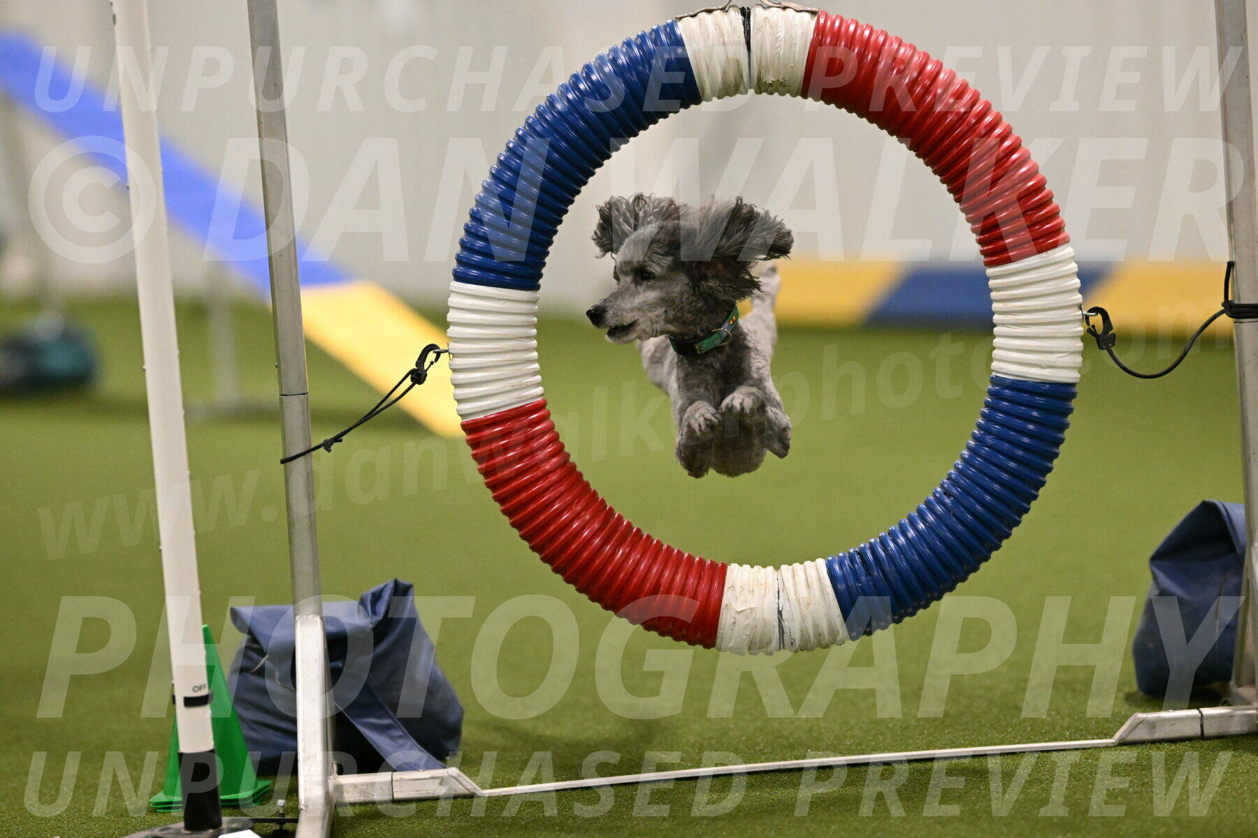 Fizz-Lori-Bieber-00122