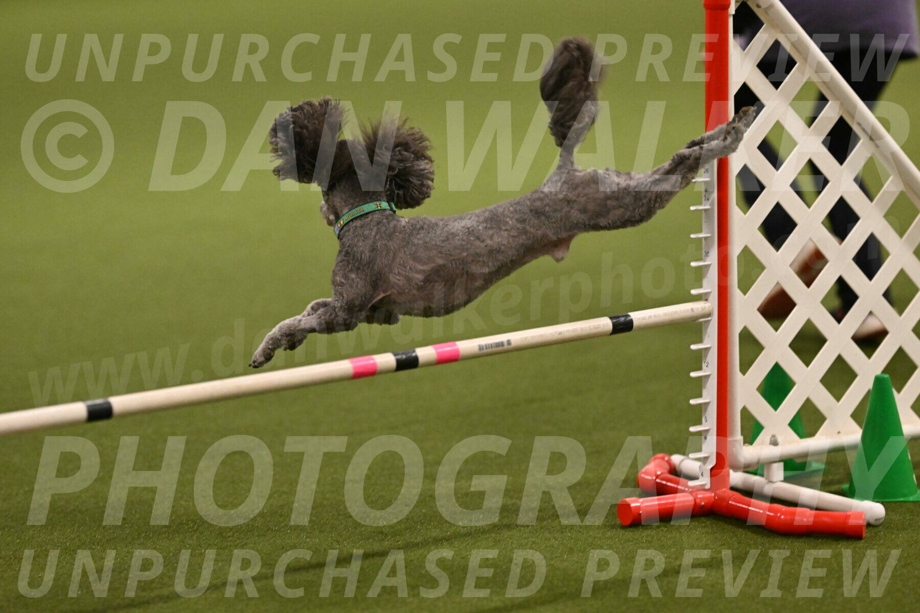 Fizz-Lori-Bieber-00128