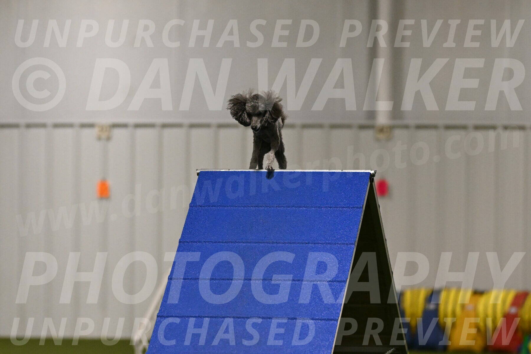 Fizz-Lori-Bieber-00129