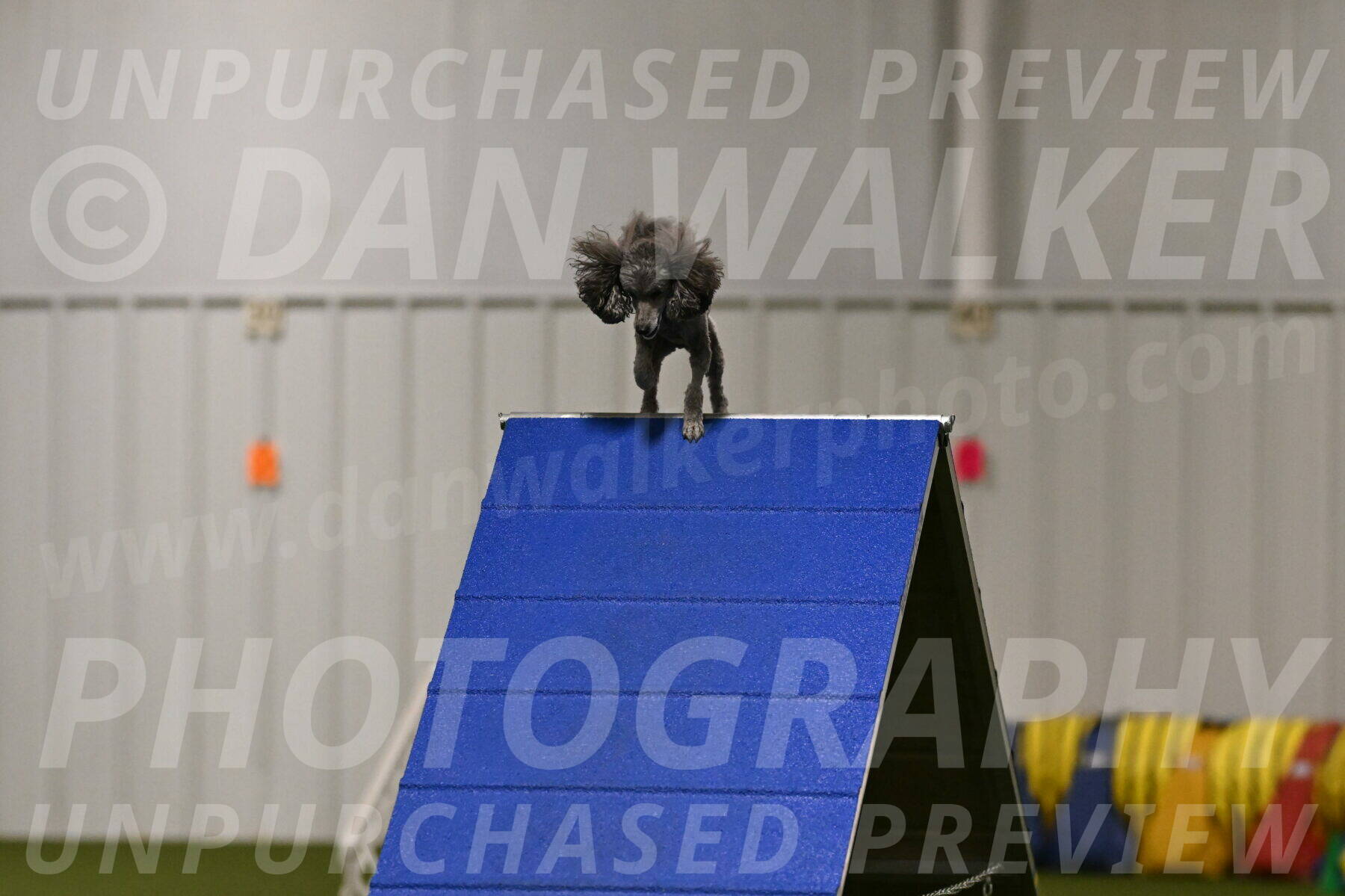 Fizz-Lori-Bieber-00130