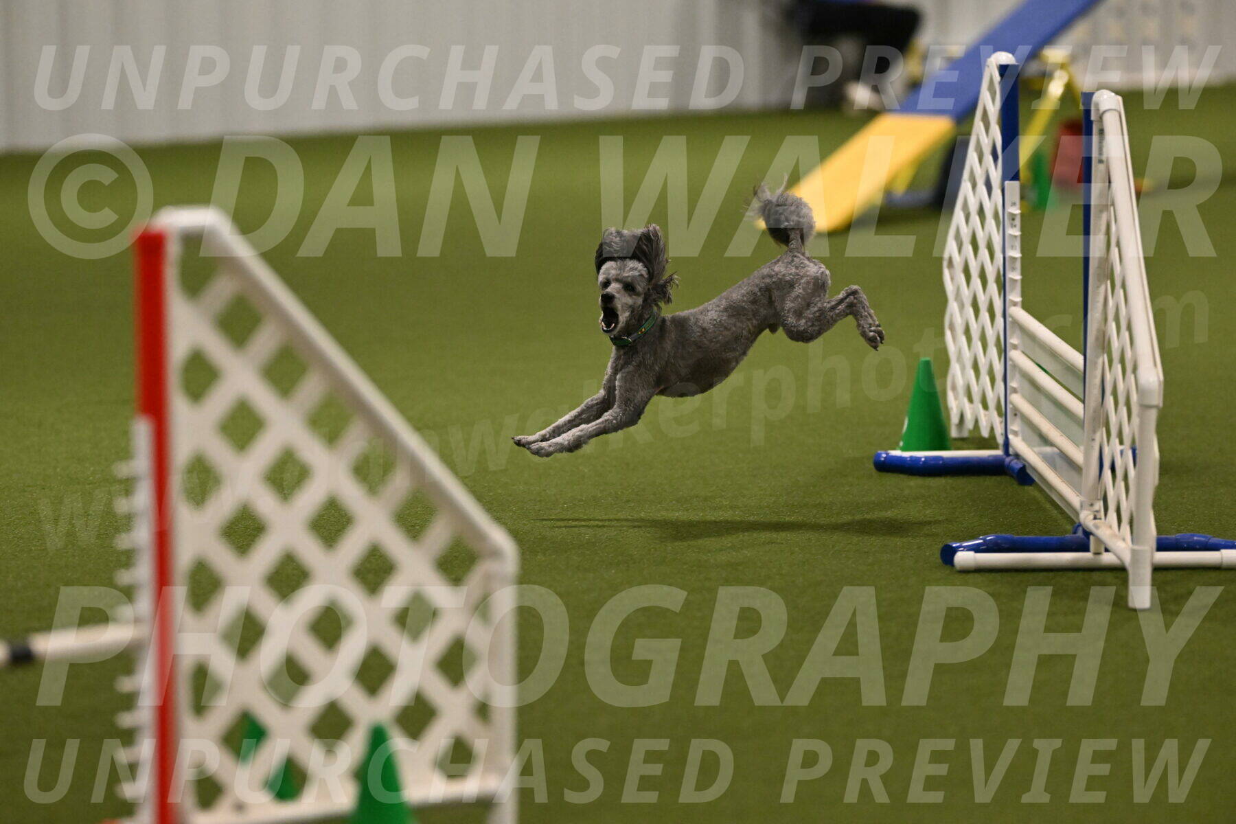 Fizz-Lori-Bieber-00133