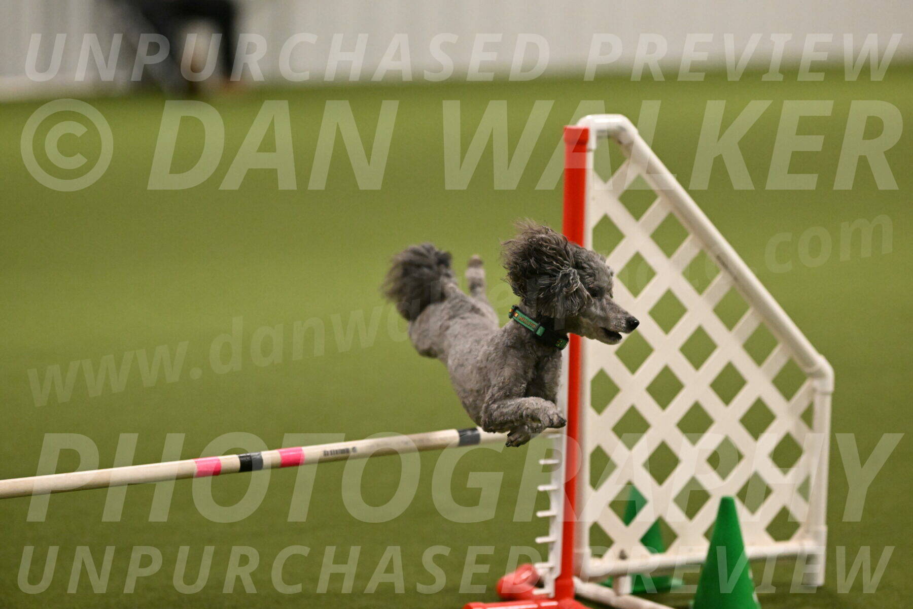 Fizz-Lori-Bieber-00136