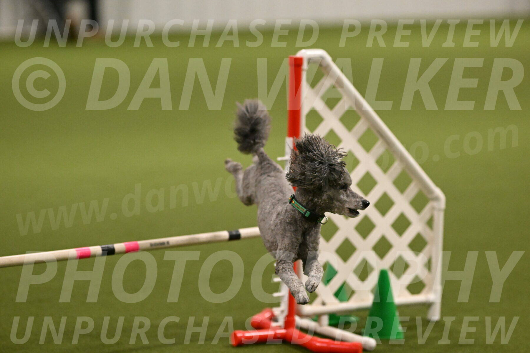 Fizz-Lori-Bieber-00137