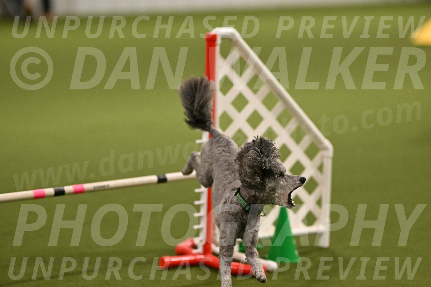 Fizz-Lori-Bieber-00138