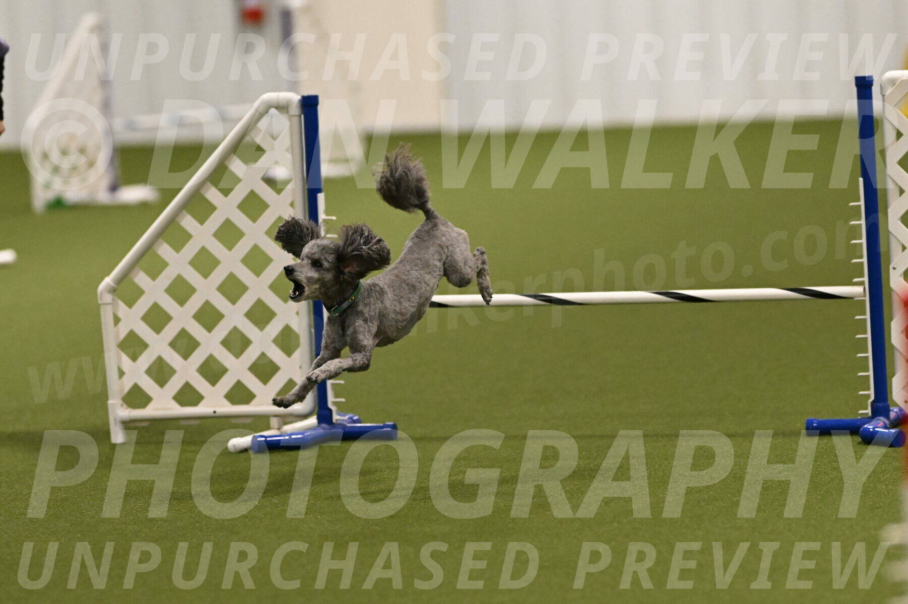 Fizz-Lori-Bieber-00146