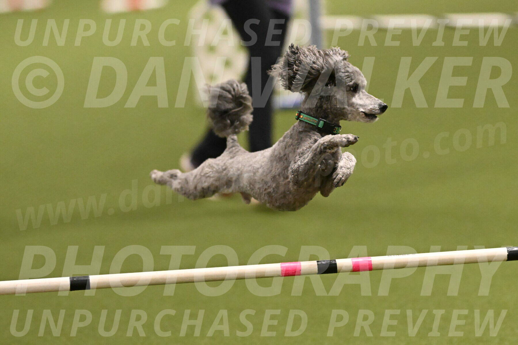 Fizz-Lori-Bieber-00148