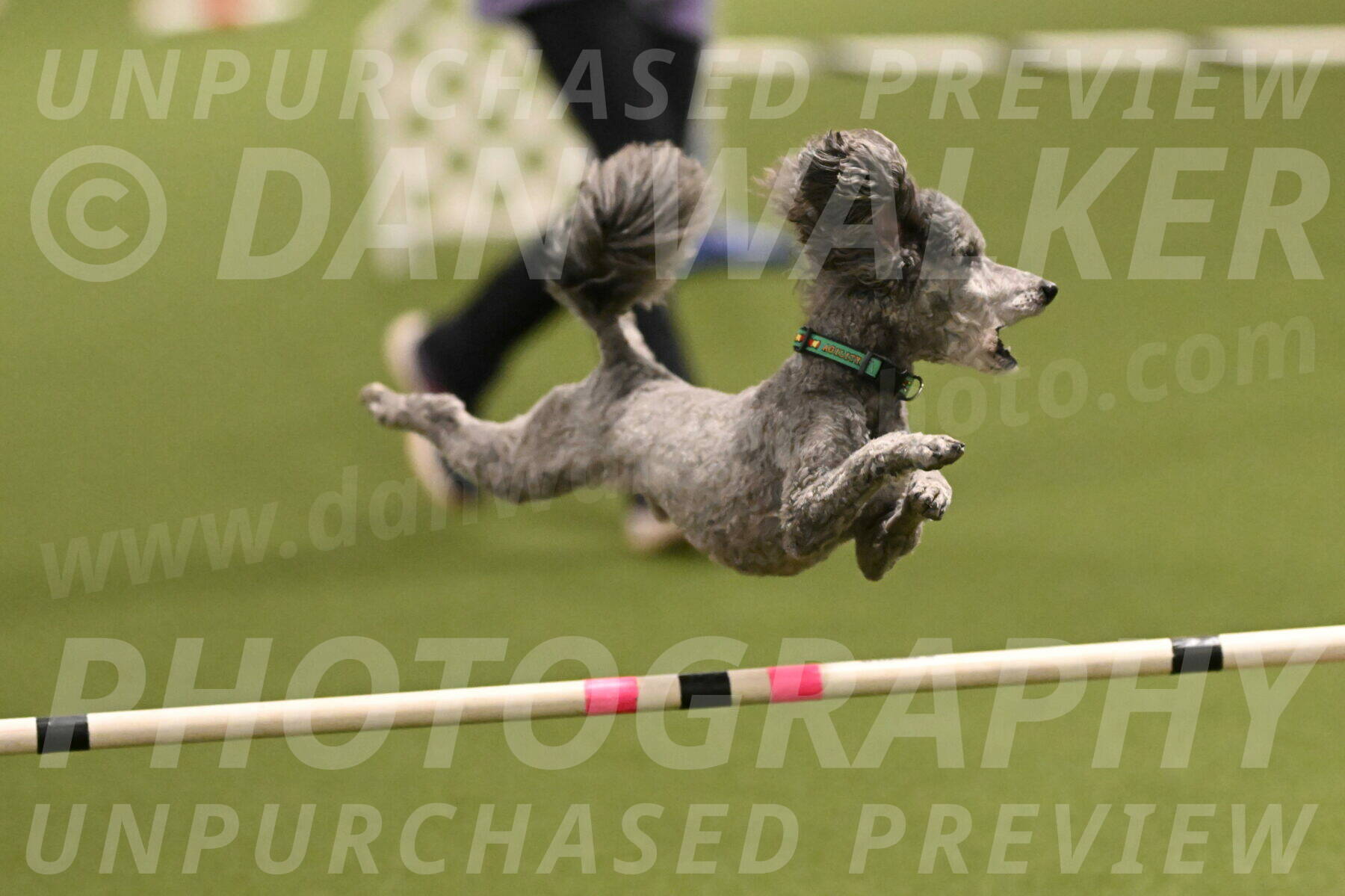 Fizz-Lori-Bieber-00149