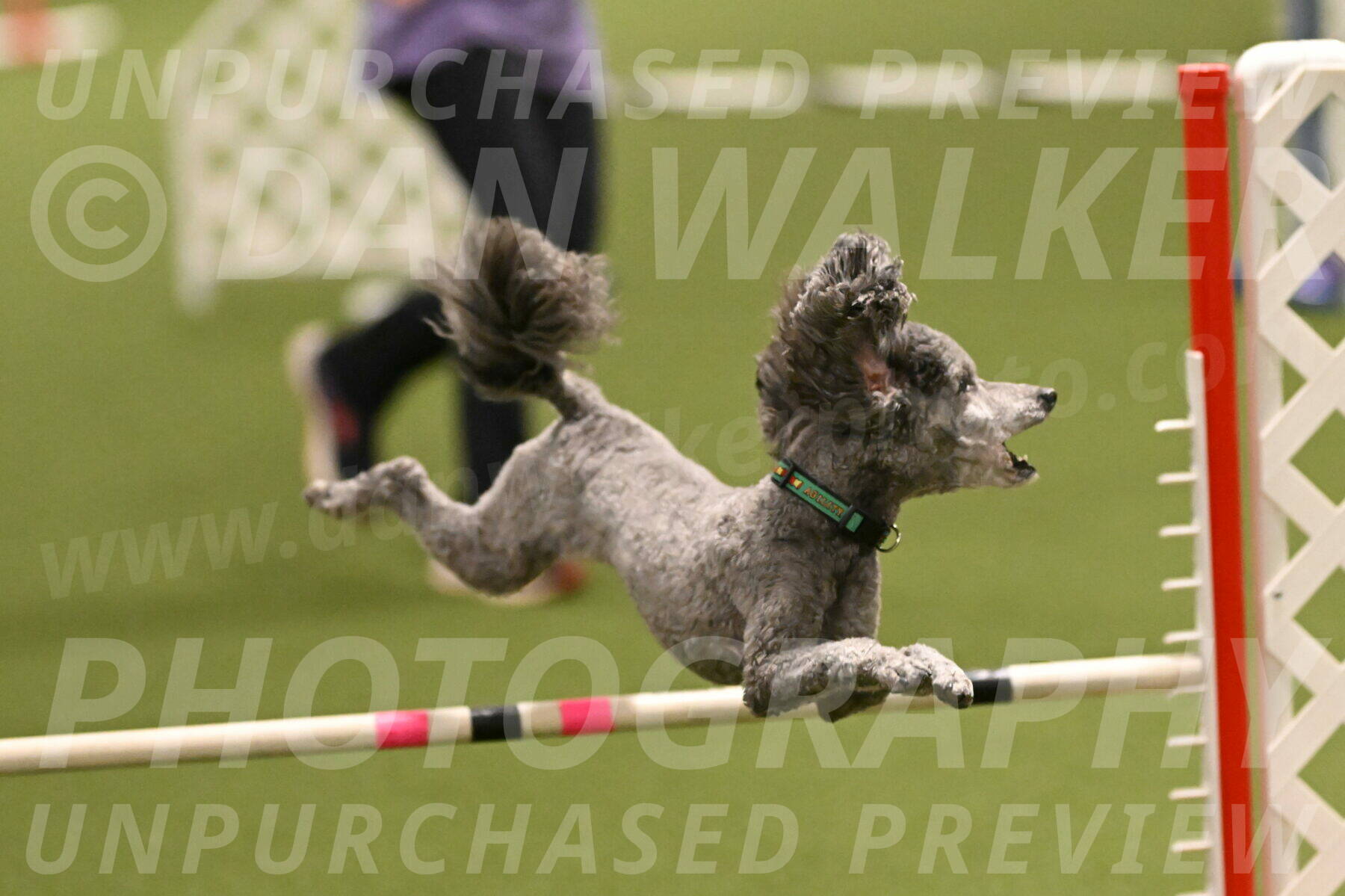 Fizz-Lori-Bieber-00150