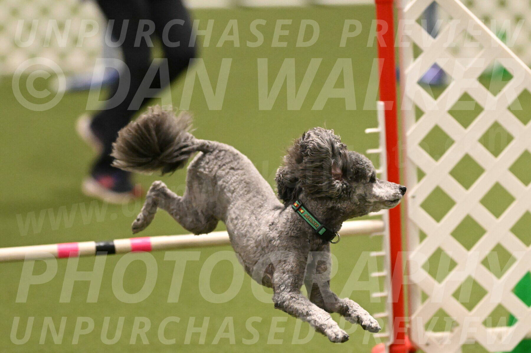 Fizz-Lori-Bieber-00151