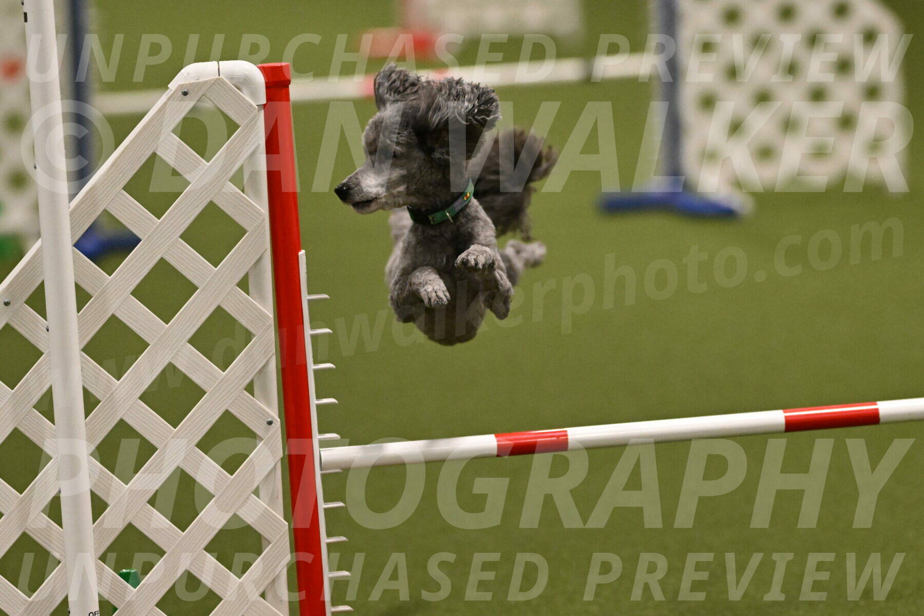 Fizz-Lori-Bieber-00152