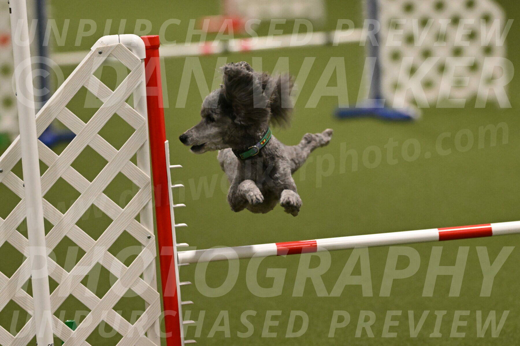 Fizz-Lori-Bieber-00153