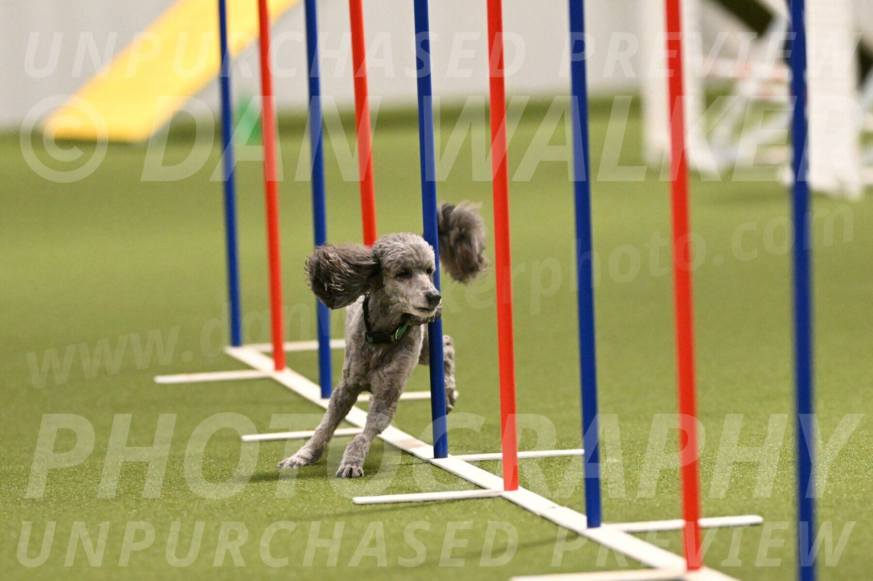 Fizz-Lori-Bieber-00164