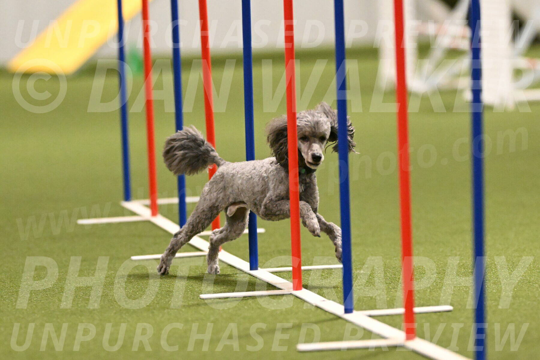 Fizz-Lori-Bieber-00165