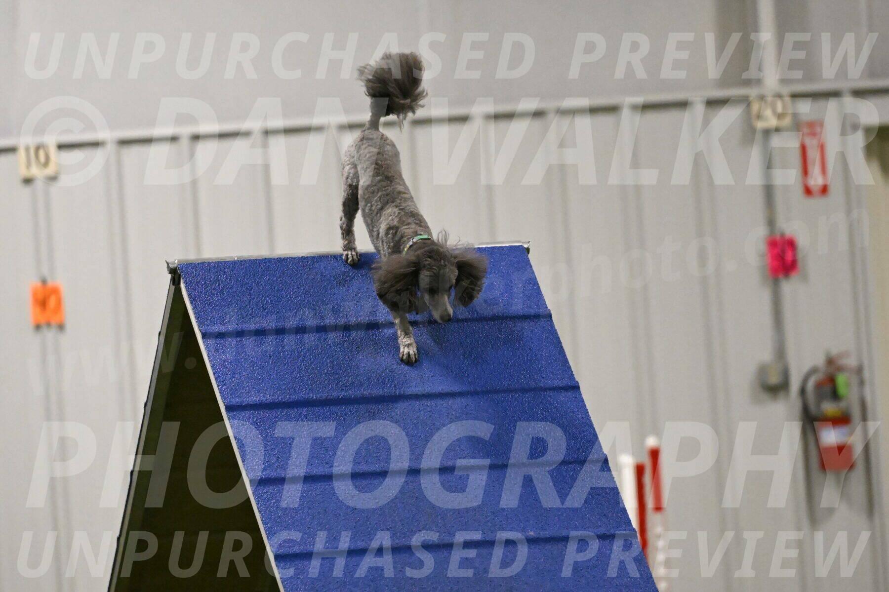 Fizz-Lori-Bieber-00185