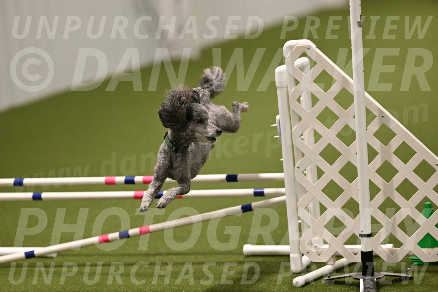 Fizz-Lori-Bieber-00225