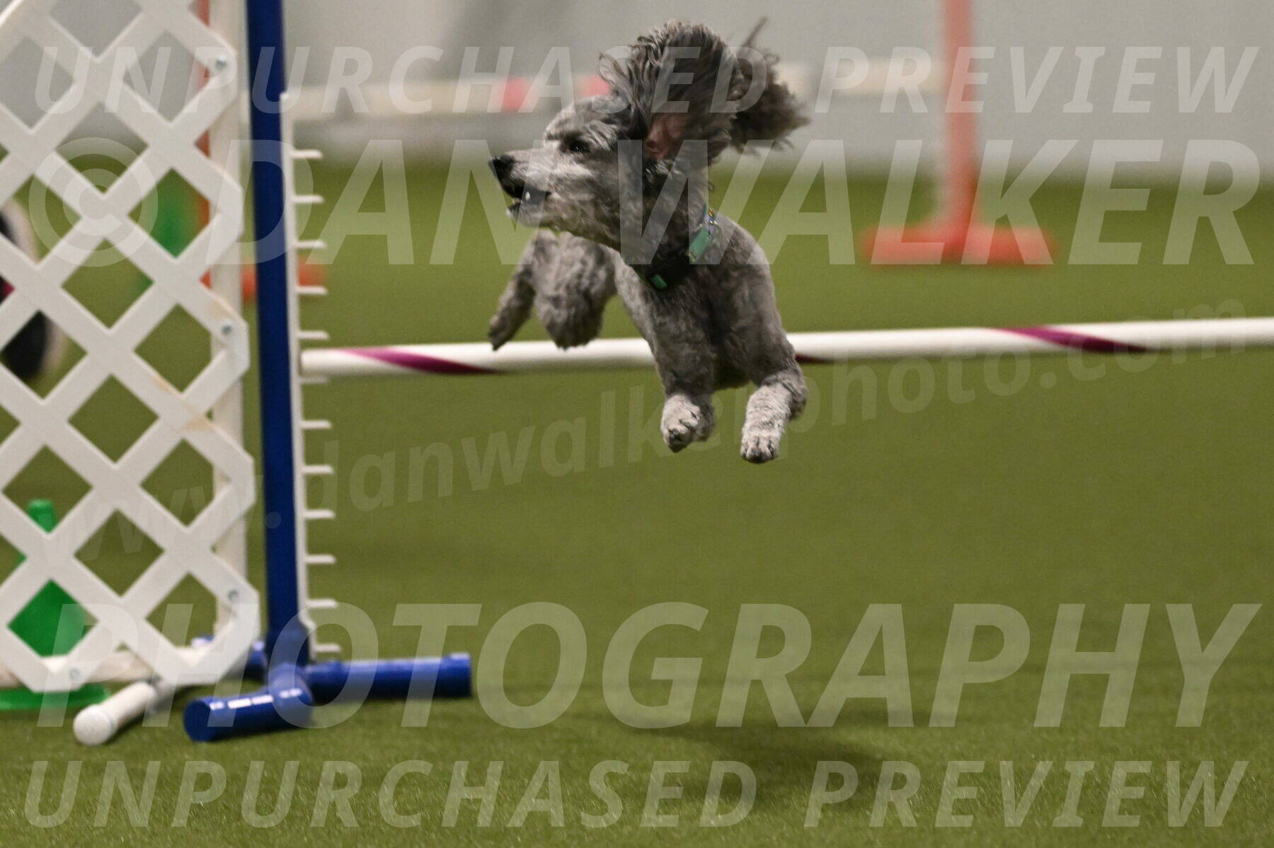 Fizz-Lori-Bieber-00249