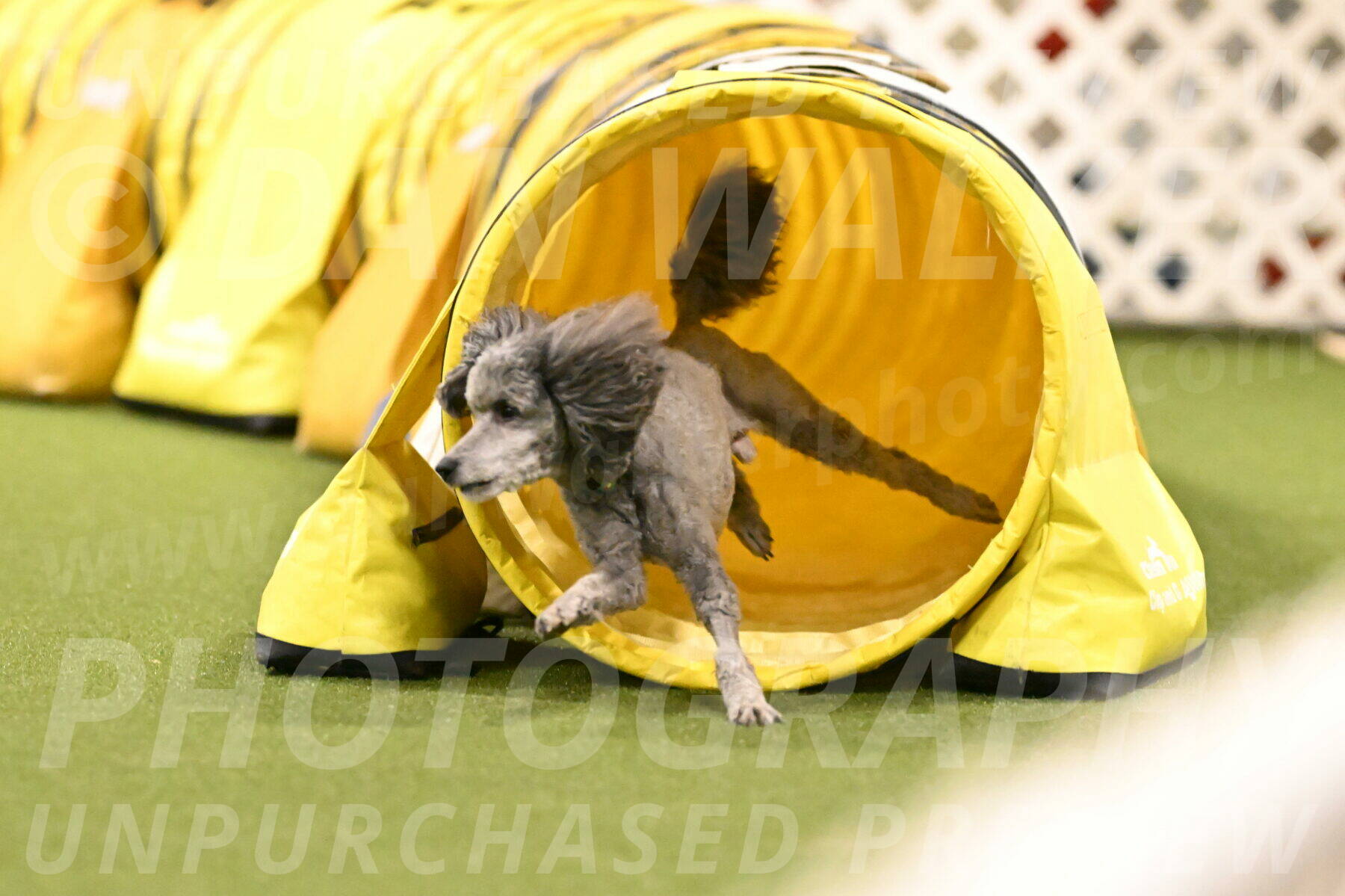 Fizz-Lori-Bieber-00255