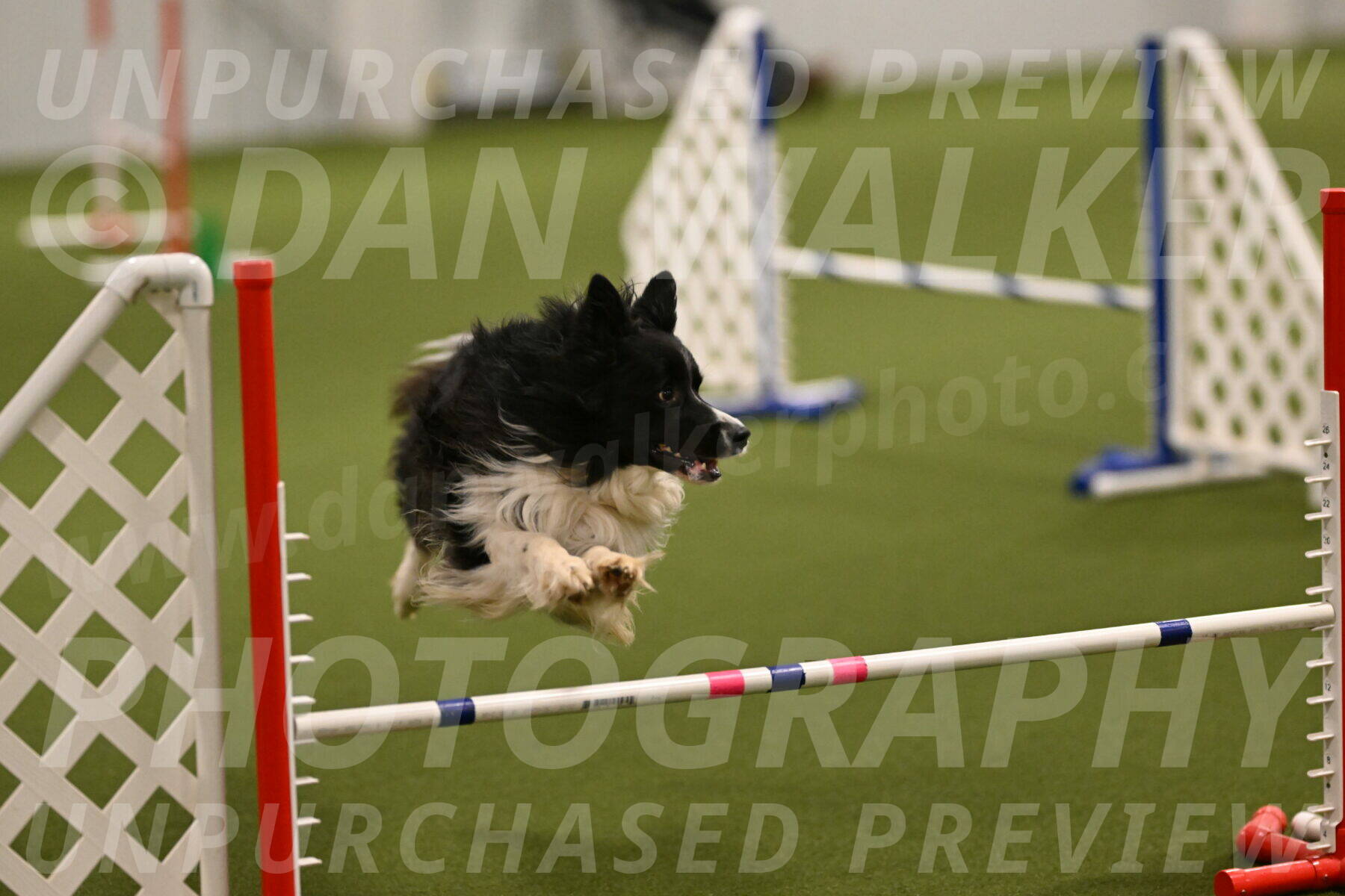 Frenzy-Robert-Rachow-09995