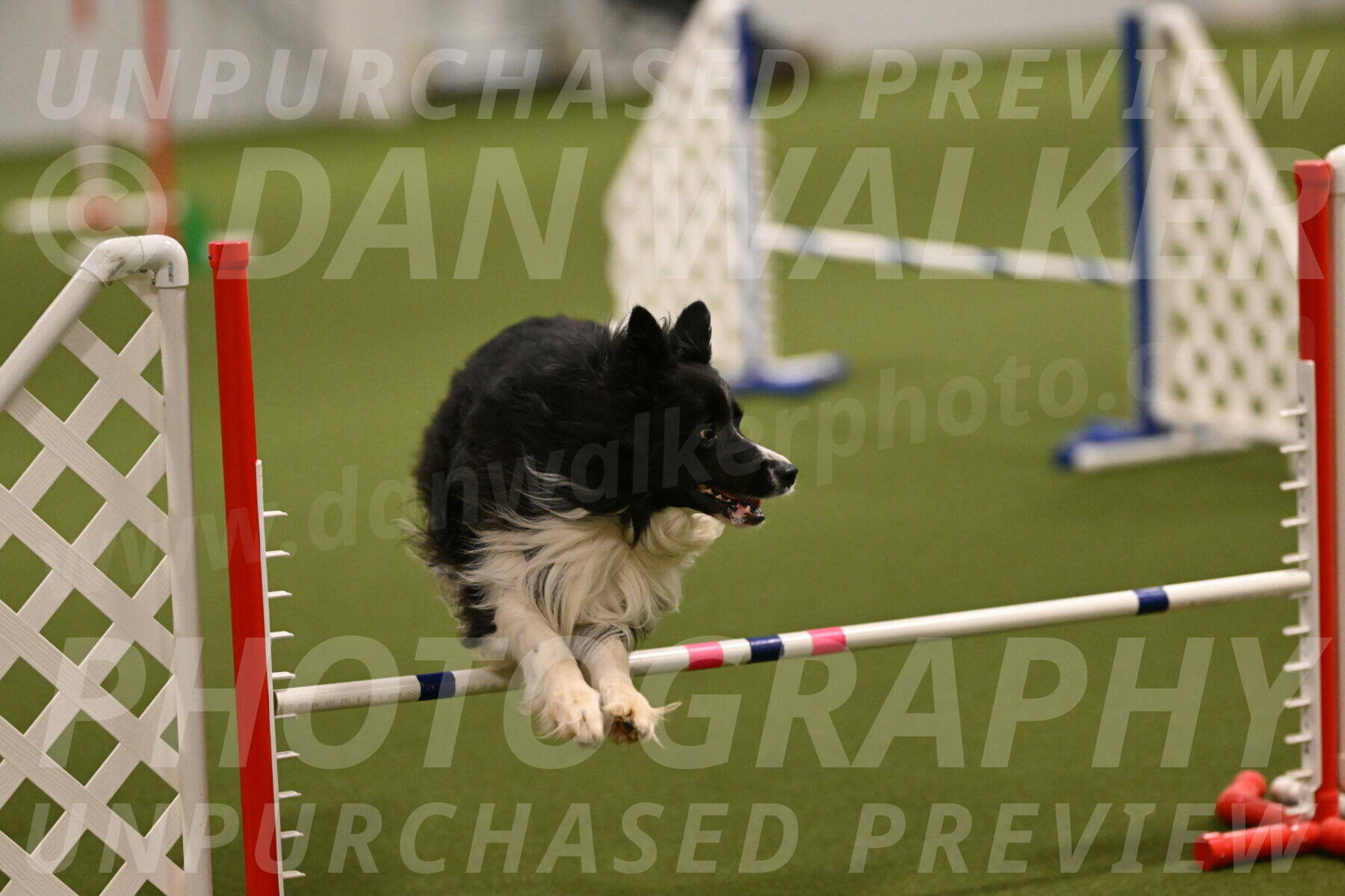 Frenzy-Robert-Rachow-09996