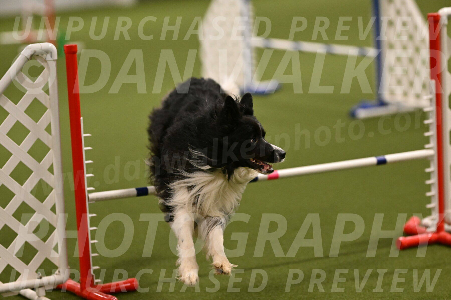 Frenzy-Robert-Rachow-09997