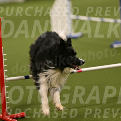 Frenzy-Robert-Rachow-09997