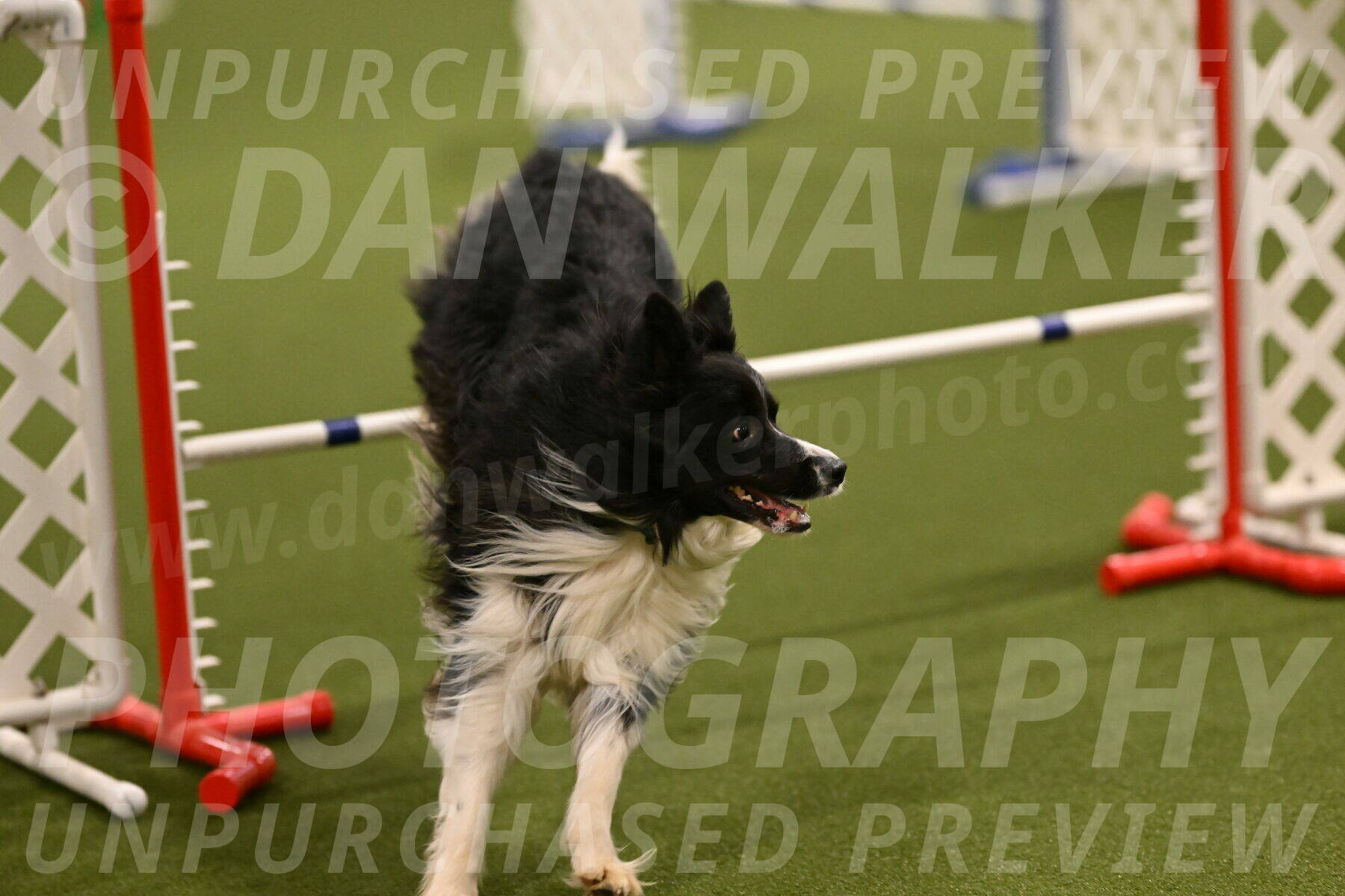 Frenzy-Robert-Rachow-09998