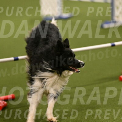 Frenzy-Robert-Rachow-09998