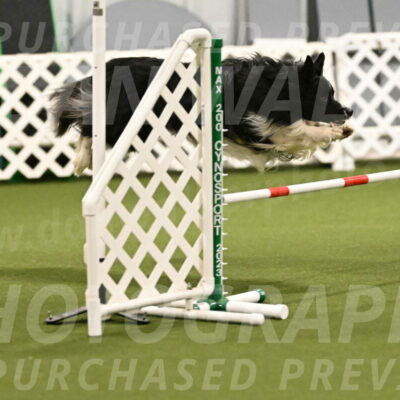 Frenzy-Robert-Rachow-09999