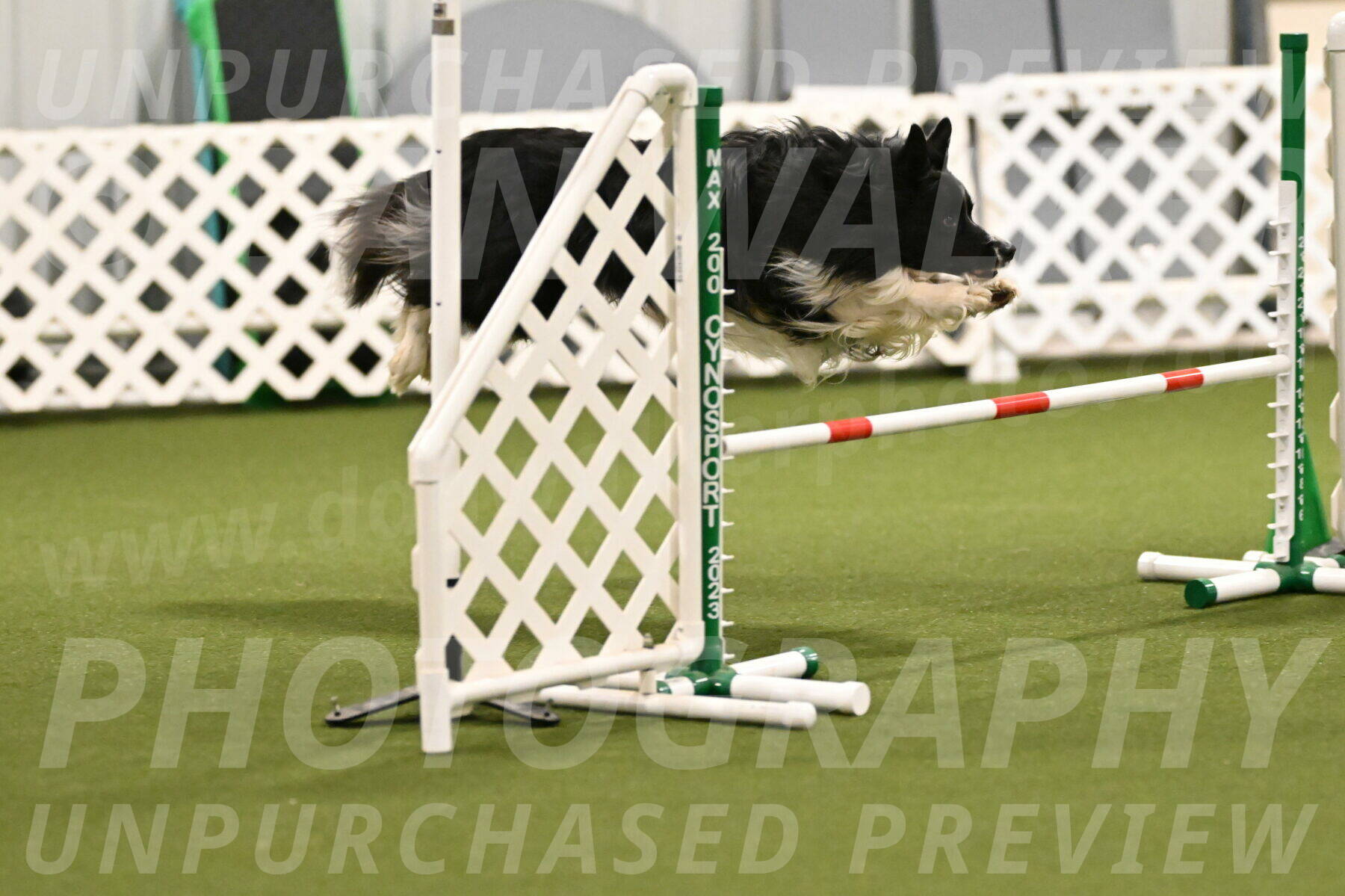 Frenzy-Robert-Rachow-09999