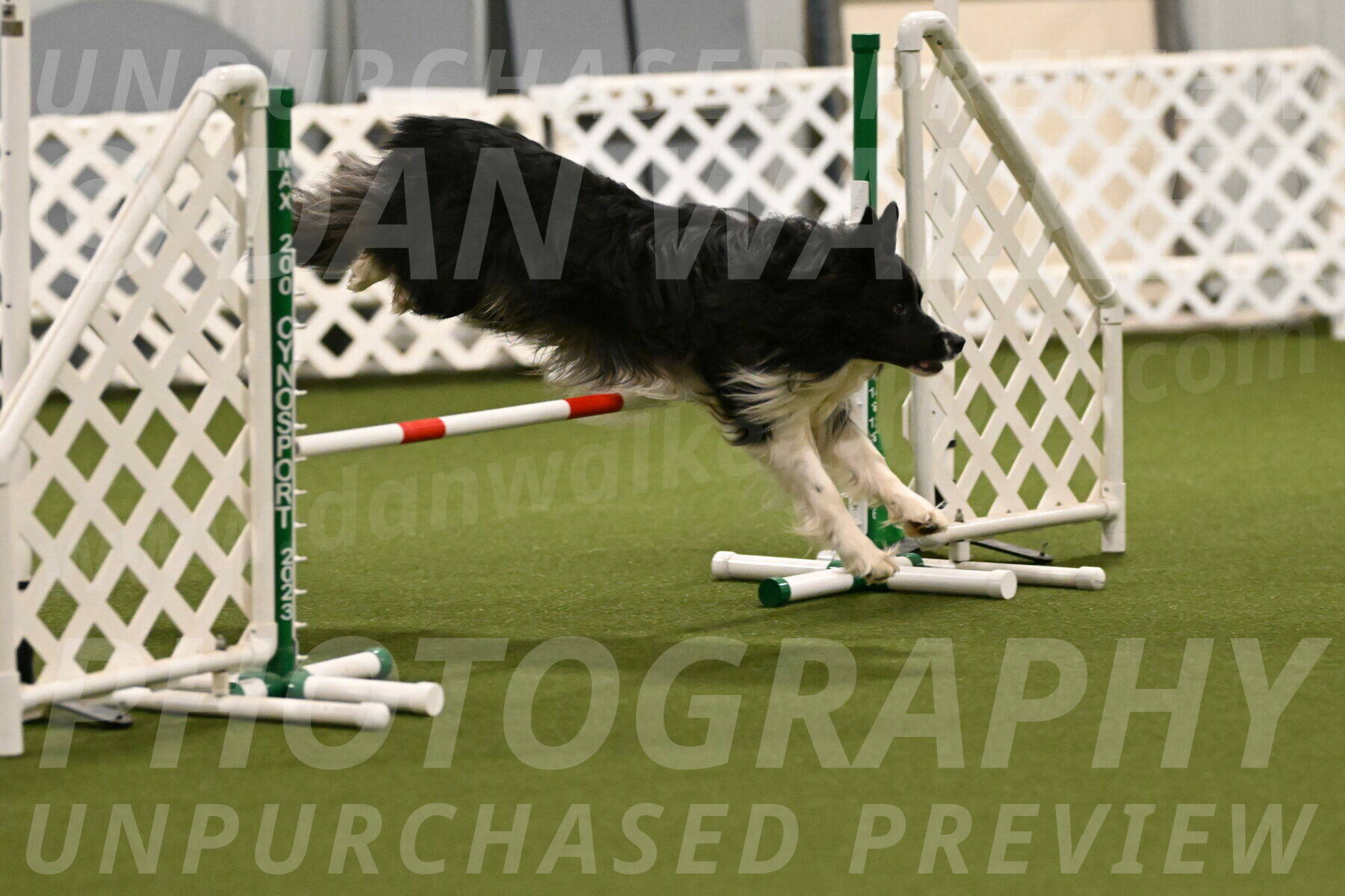 Frenzy-Robert-Rachow-10000