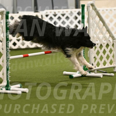 Frenzy-Robert-Rachow-10000