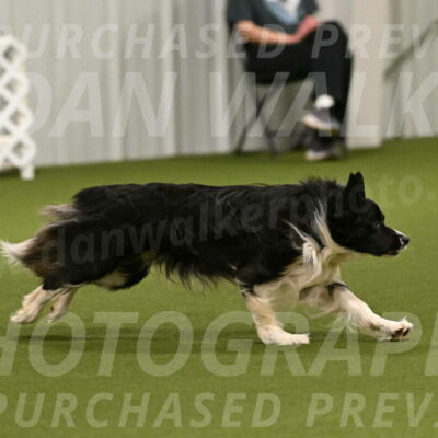 Frenzy-Robert-Rachow-10001