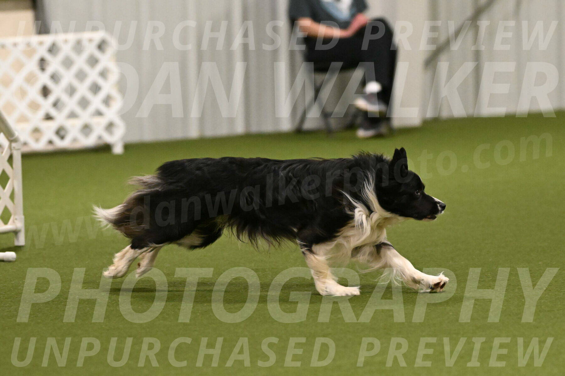 Frenzy-Robert-Rachow-10001