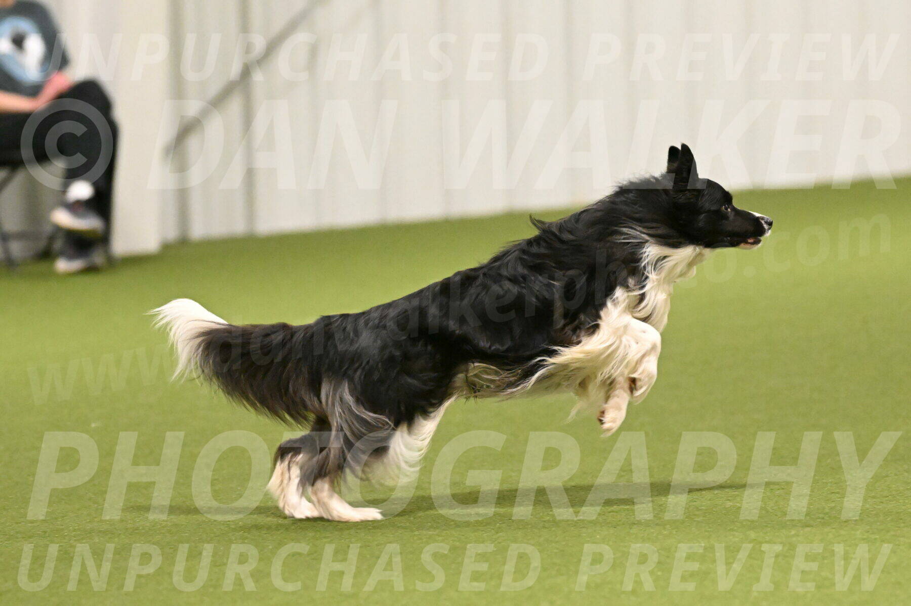 Frenzy-Robert-Rachow-10002