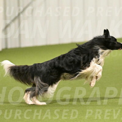 Frenzy-Robert-Rachow-10002