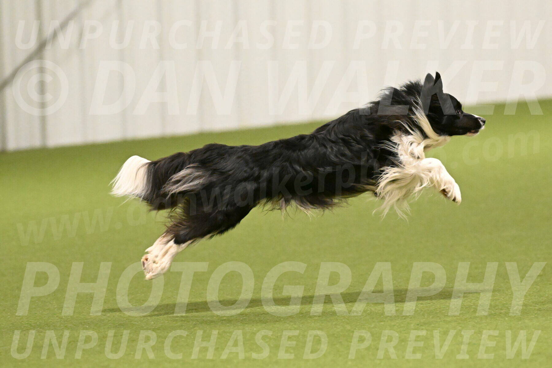 Frenzy-Robert-Rachow-10003