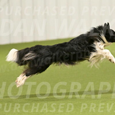 Frenzy-Robert-Rachow-10003