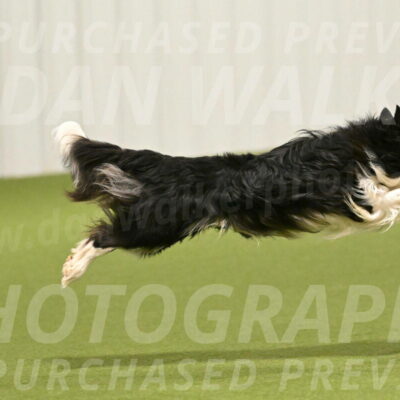 Frenzy-Robert-Rachow-10004