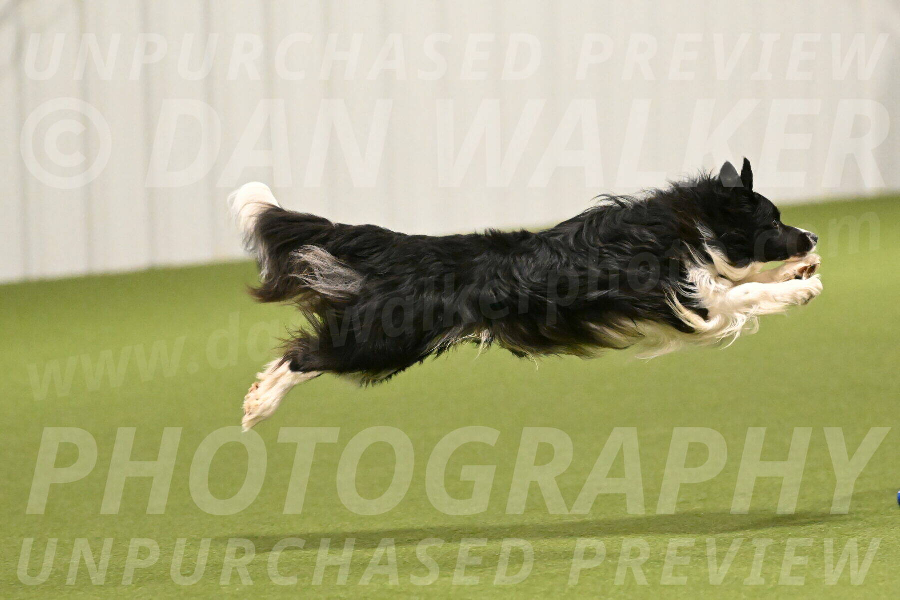 Frenzy-Robert-Rachow-10004