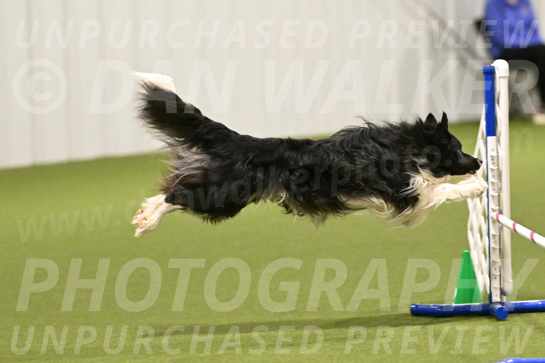 Frenzy-Robert-Rachow-10005