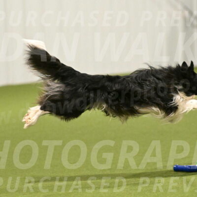 Frenzy-Robert-Rachow-10005