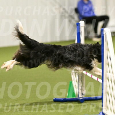 Frenzy-Robert-Rachow-10006