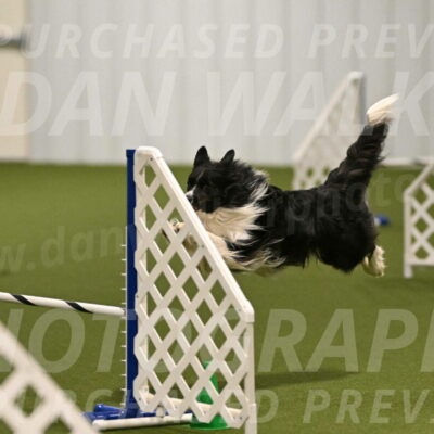 Frenzy-Robert-Rachow-10007