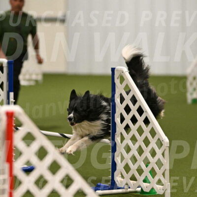 Frenzy-Robert-Rachow-10008