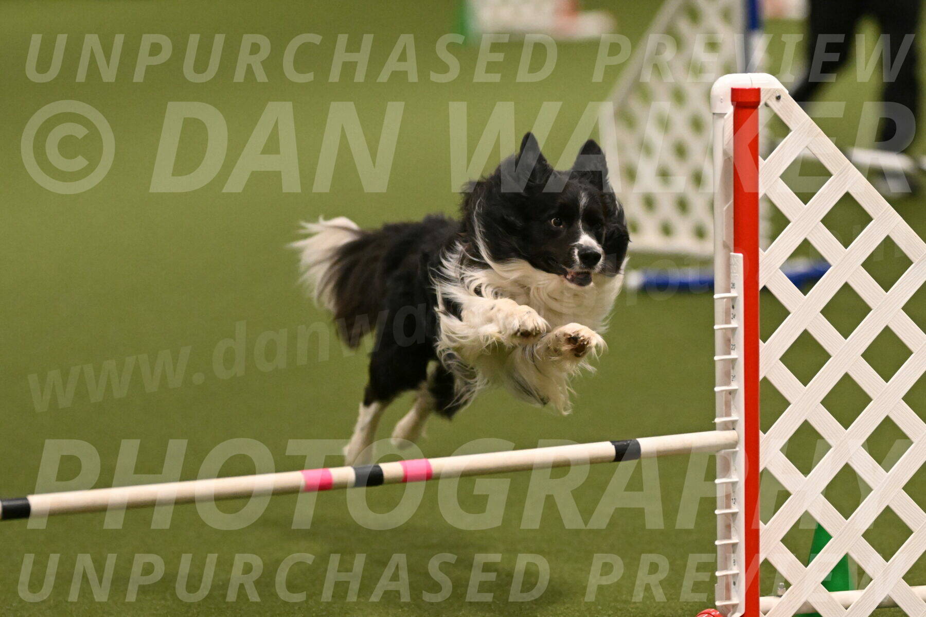 Frenzy-Robert-Rachow-10009