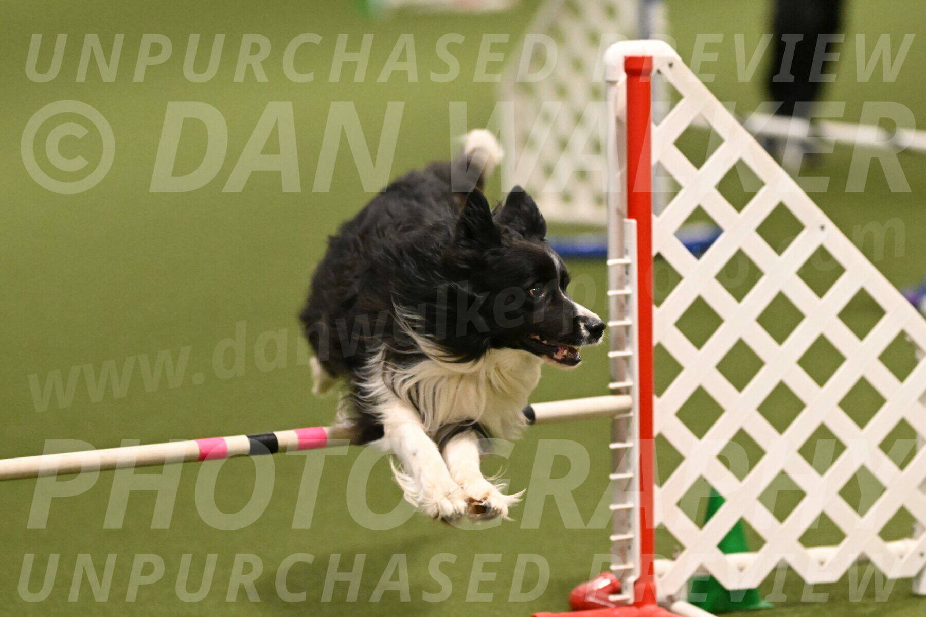 Frenzy-Robert-Rachow-10010