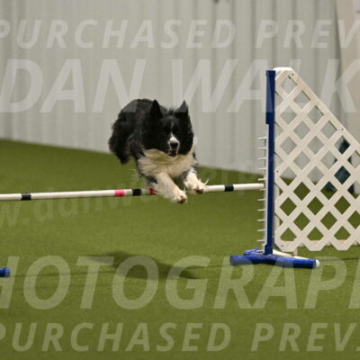 Frenzy-Robert-Rachow-10011