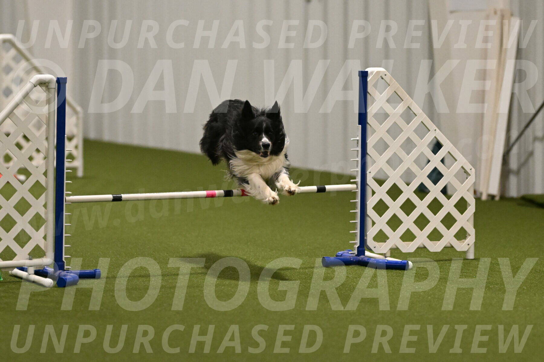 Frenzy-Robert-Rachow-10011