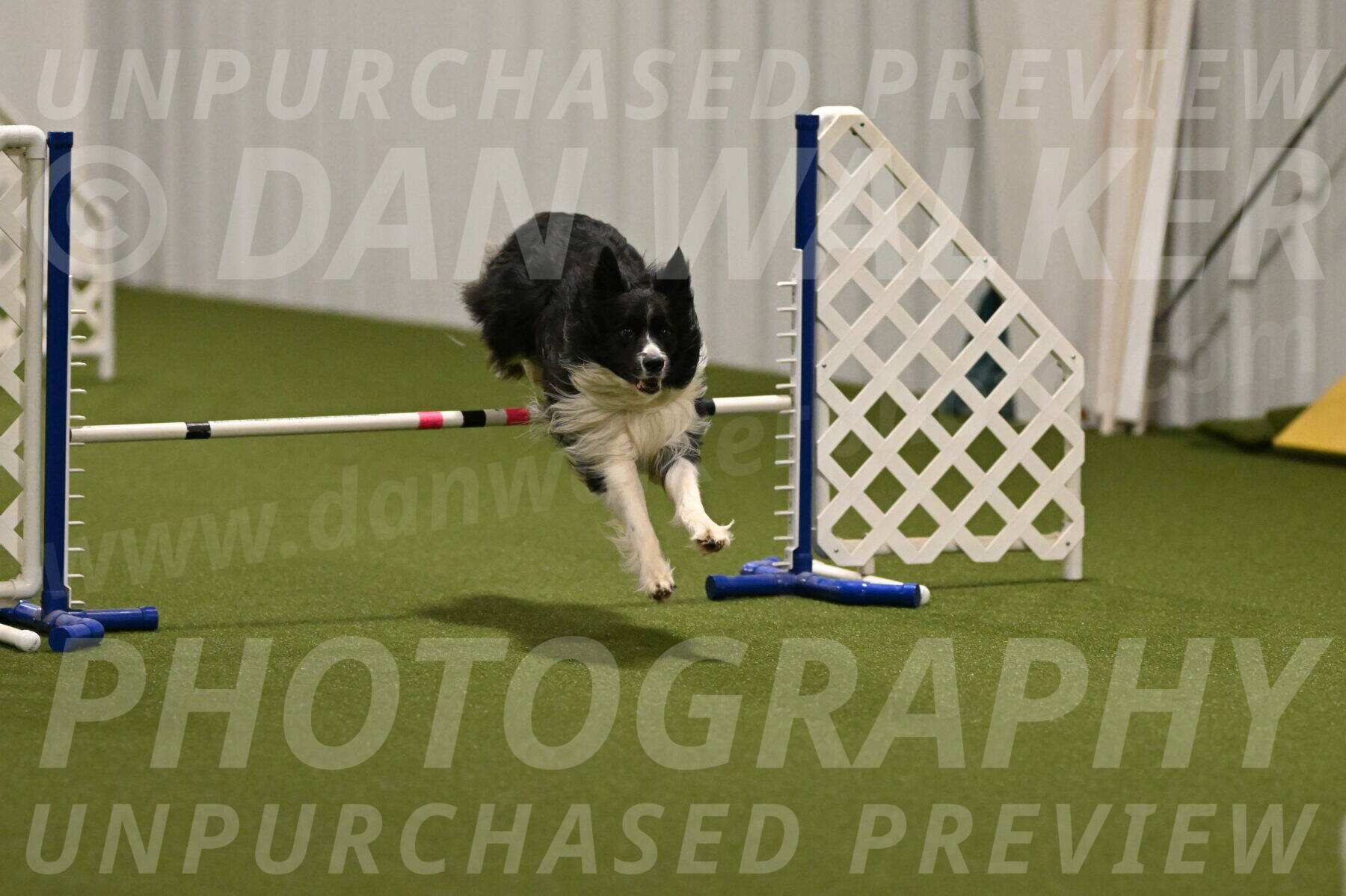 Frenzy-Robert-Rachow-10012